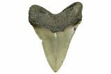 Serrated, Fossil Megalodon Tooth - North Carolina #371501-2